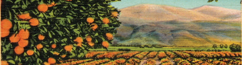 In California #006: Oranges and the City of Los Angeles