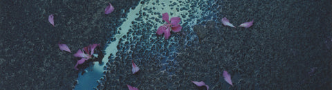 Dazzling Blue #118: The Real, The Imagined, The Space in Between - Vava Ribeiro’s North Shore